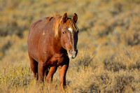 Wild Mustangs, Virginia Range Nevada