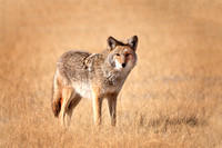 Eastern Sierra Coyote