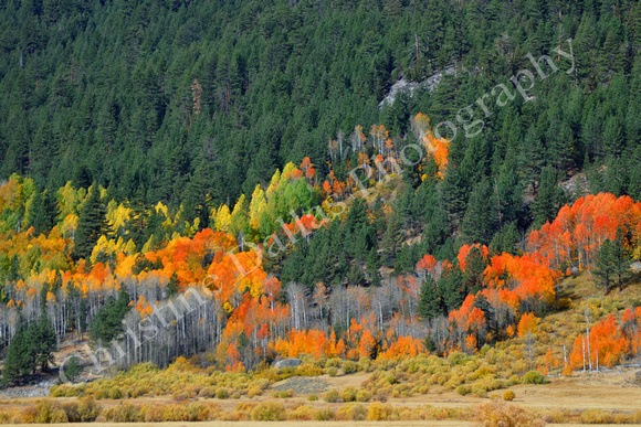 Fall Colors of Hope Valley California