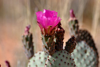 Prickly Pear Cactus Flower