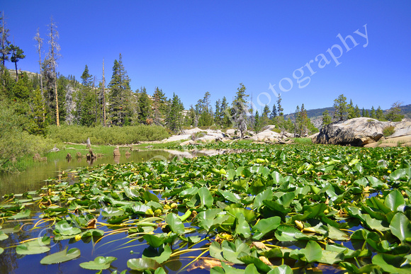 Lilly Pond on the Rubicon Jeep Trail California